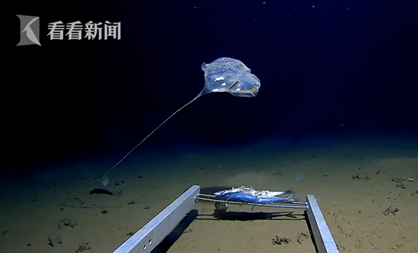 英超-曝高層本打算提前為利物浦頒獎 因疫情計劃擱淺