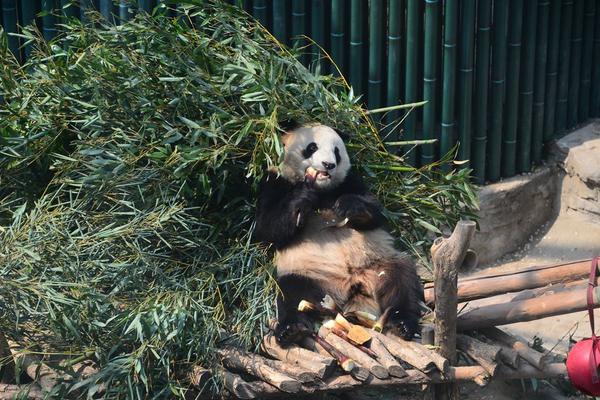 單身男高管在市中心的高級公寓 裝修硬朗品味爆棚