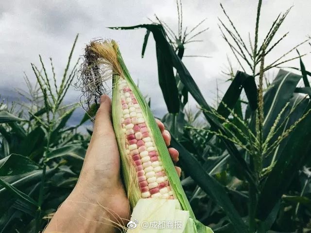 魔獸世界那些令人頭疼的聲望，玩家：我的肝快要爆了