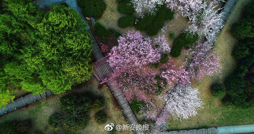 楊紫為張一山送畫卻被嘲臉大