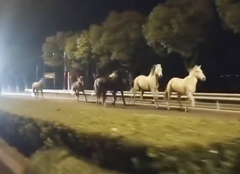 滯留埃塞的留學生已回國