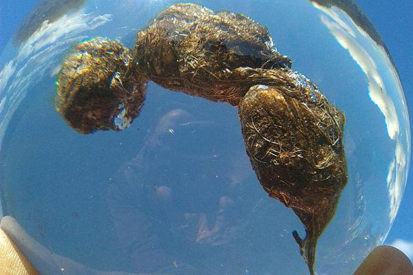賈躍亭被查樂(lè)視瀕臨退市 十年一夢(mèng)終窒息