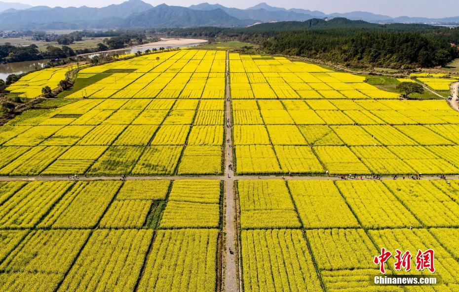 大學校園鮮花盛開 爭奇斗艷