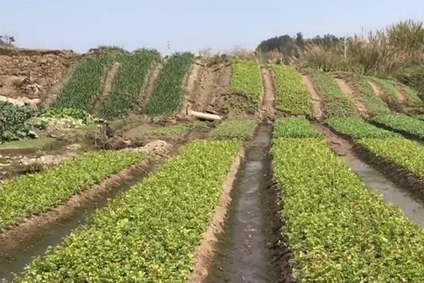 炒牛肉之前記得這一步，怎么炒都不會(huì)老，知道的人不多