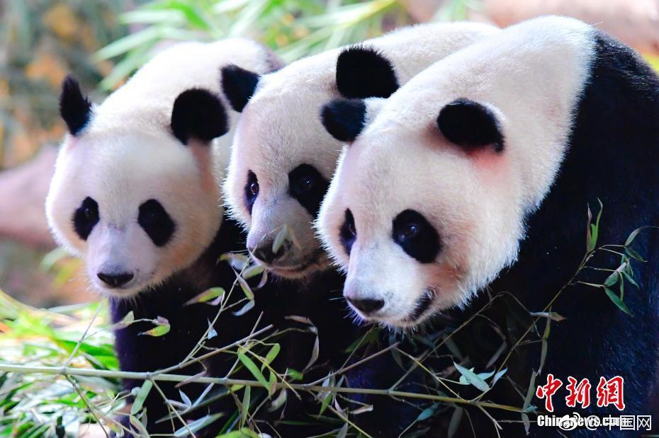專家:高端美本申請怎么做
