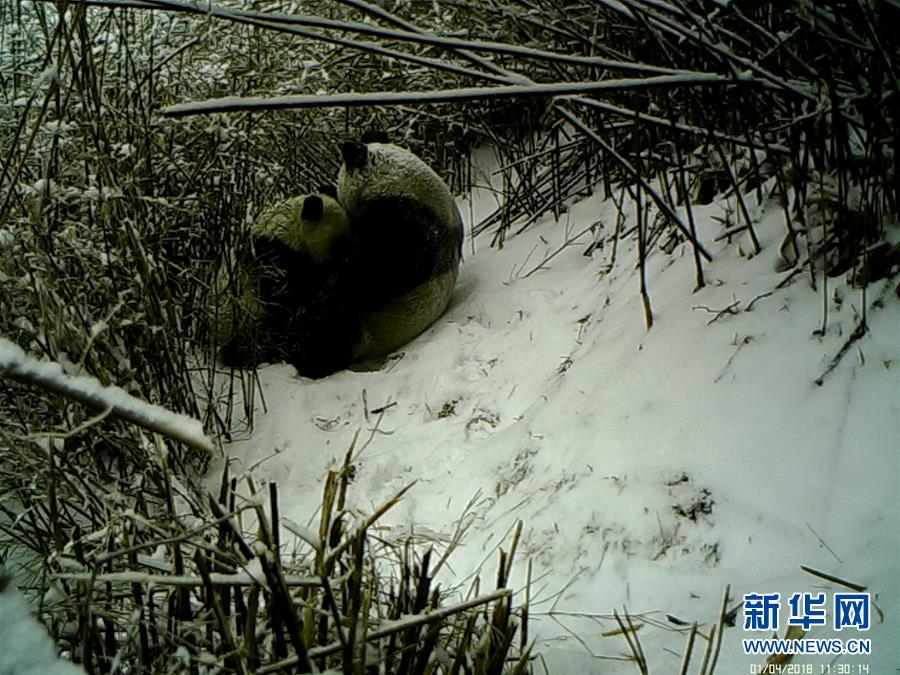 中國(guó)駐法大使：中方?jīng)]有瞞報(bào)新冠肺炎死亡病例